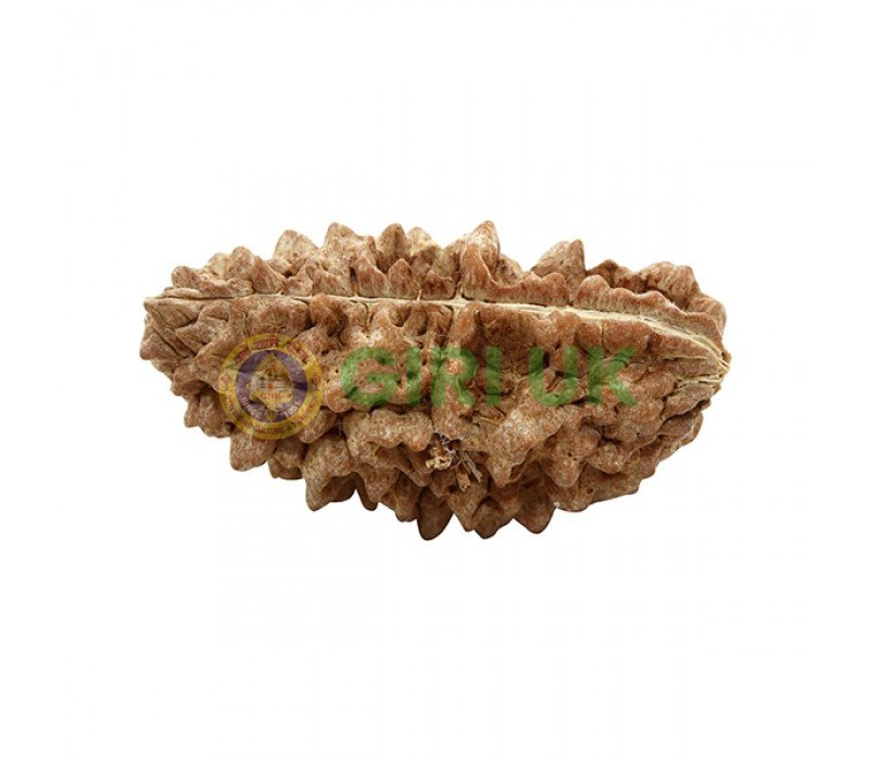 Nepali Rudraksha Bead (1 face)