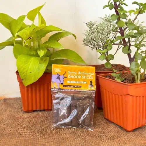 Organic Manoranjitham Dhoop Sticks from Cow Dug