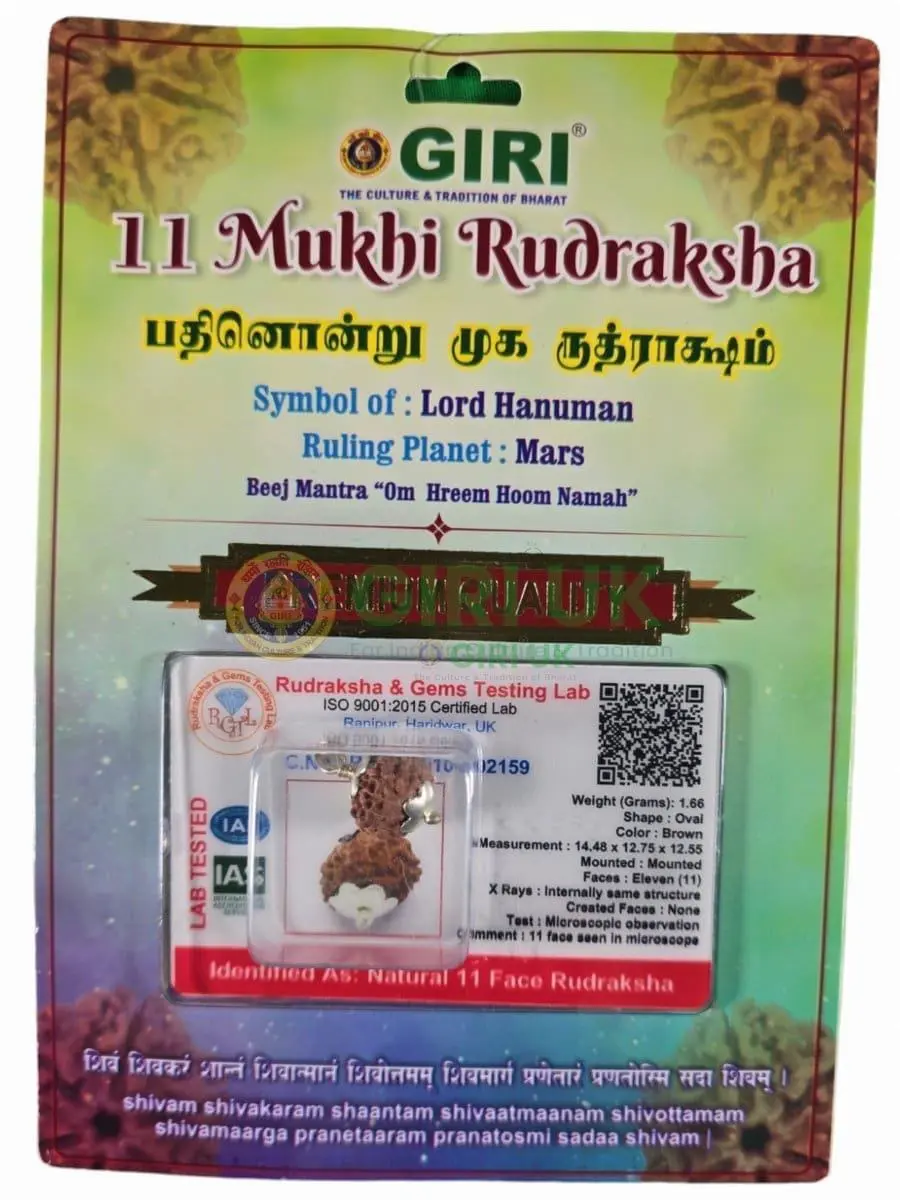 Rudraksha Pendant 11 Face Java - White Cup